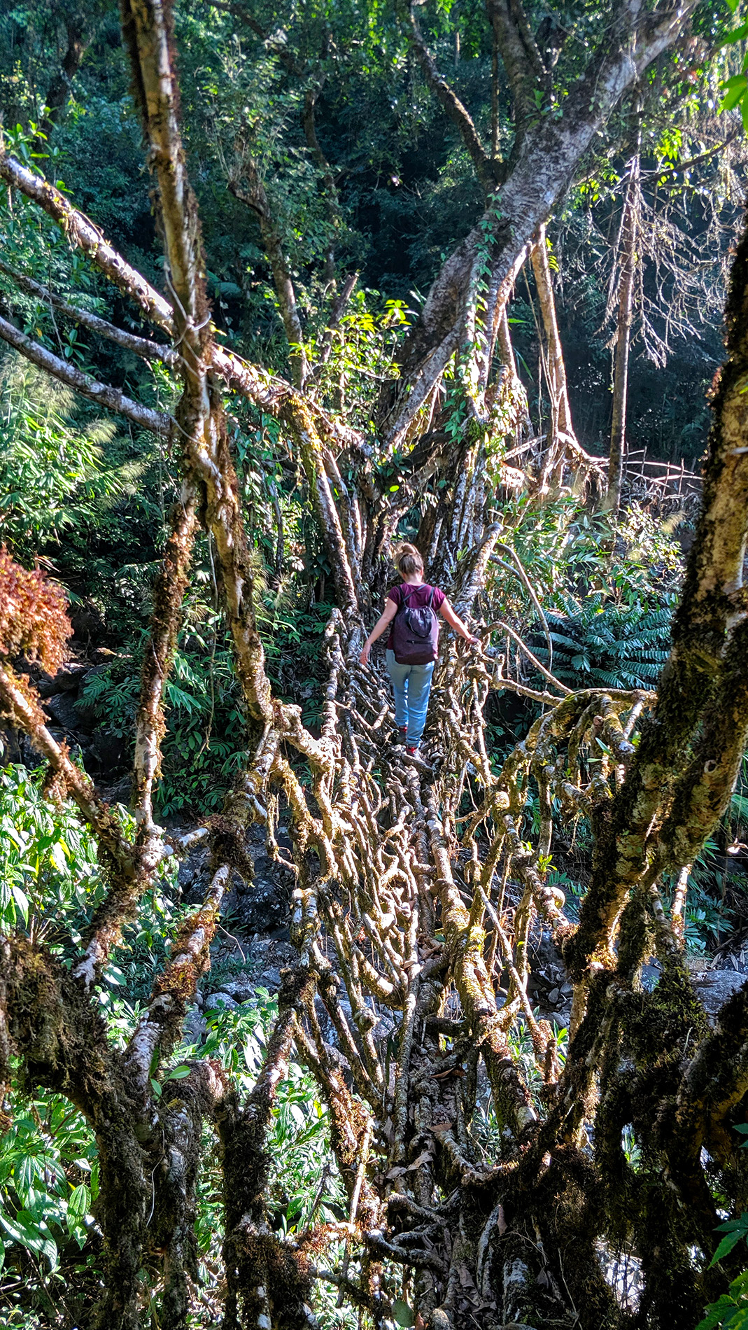 Maybe the coolest living root bridge we saw