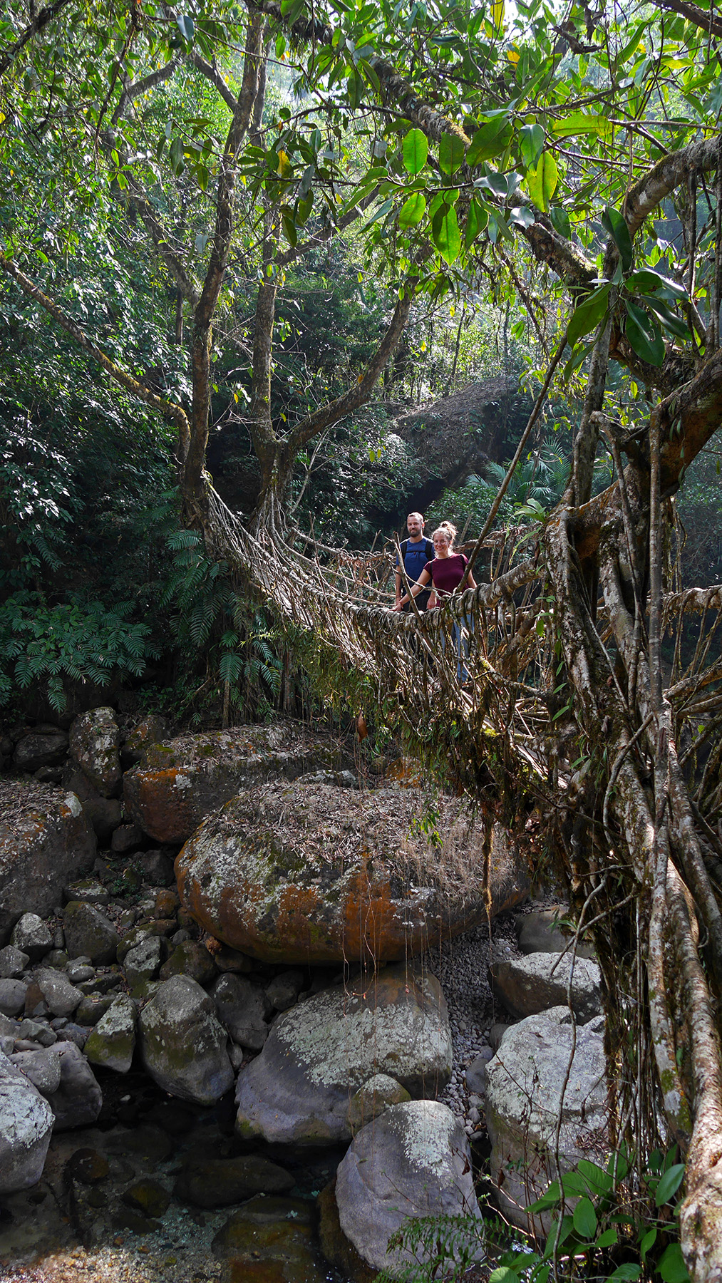 The longest living root bridge of the area