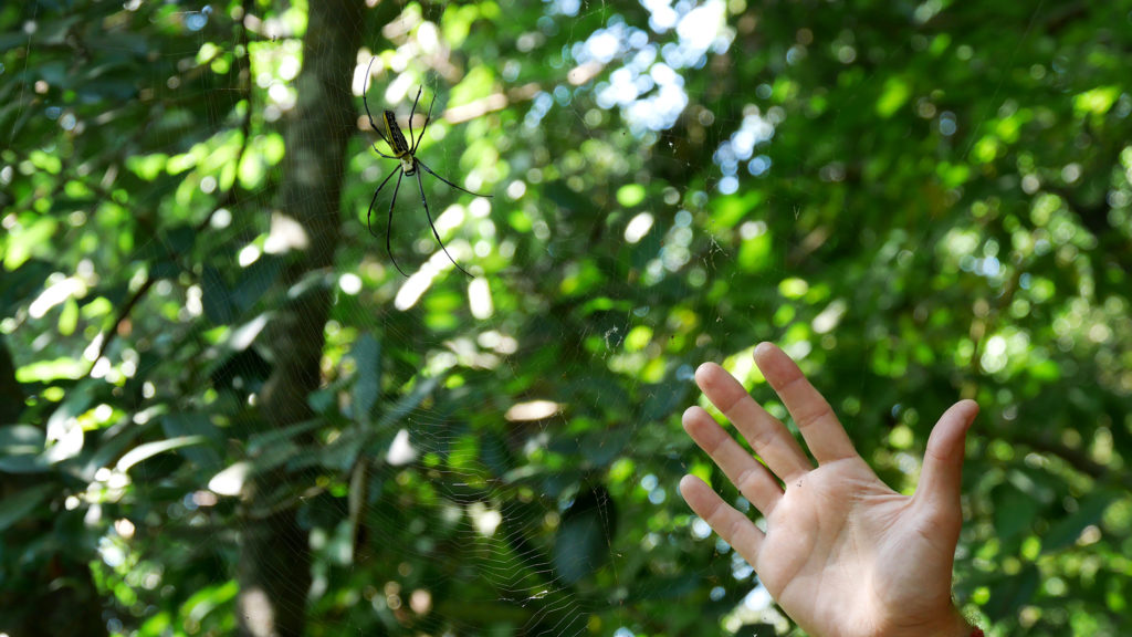 We found out that at least this kind of spiders live in the forest