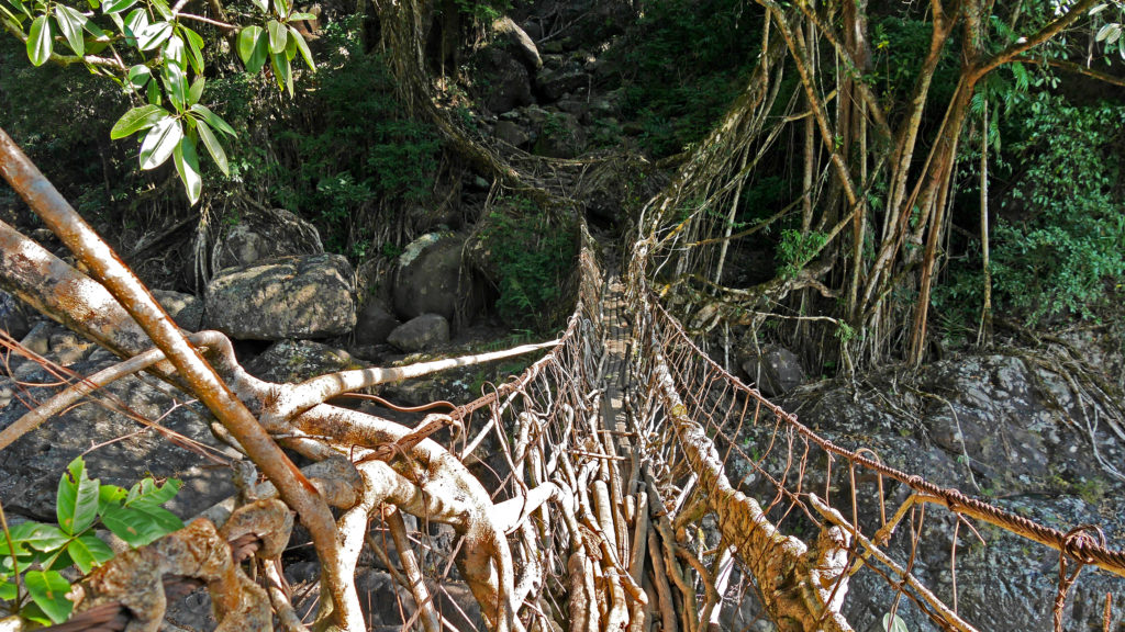 Die lebendigen Wurzelbrücken von Meghalaya