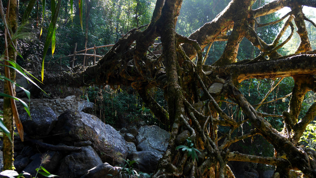 Root bridges and amazing adventures awaiting!