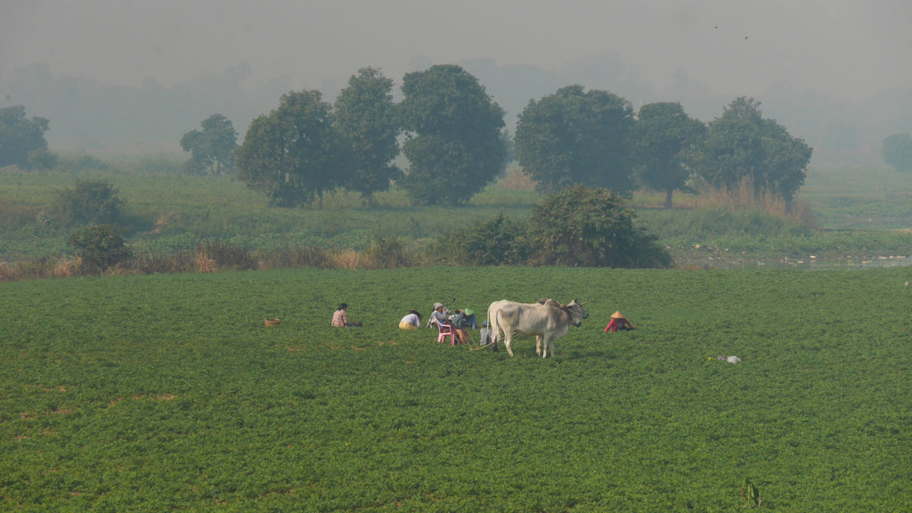 Locals working in the field