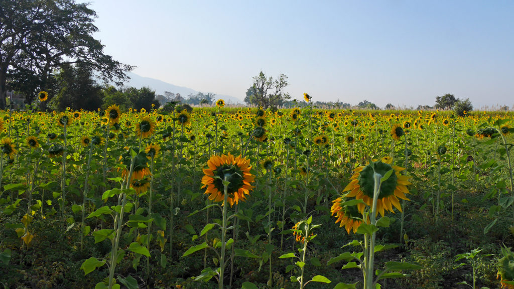 Sunflower fields were surrounding Nyaungshwe