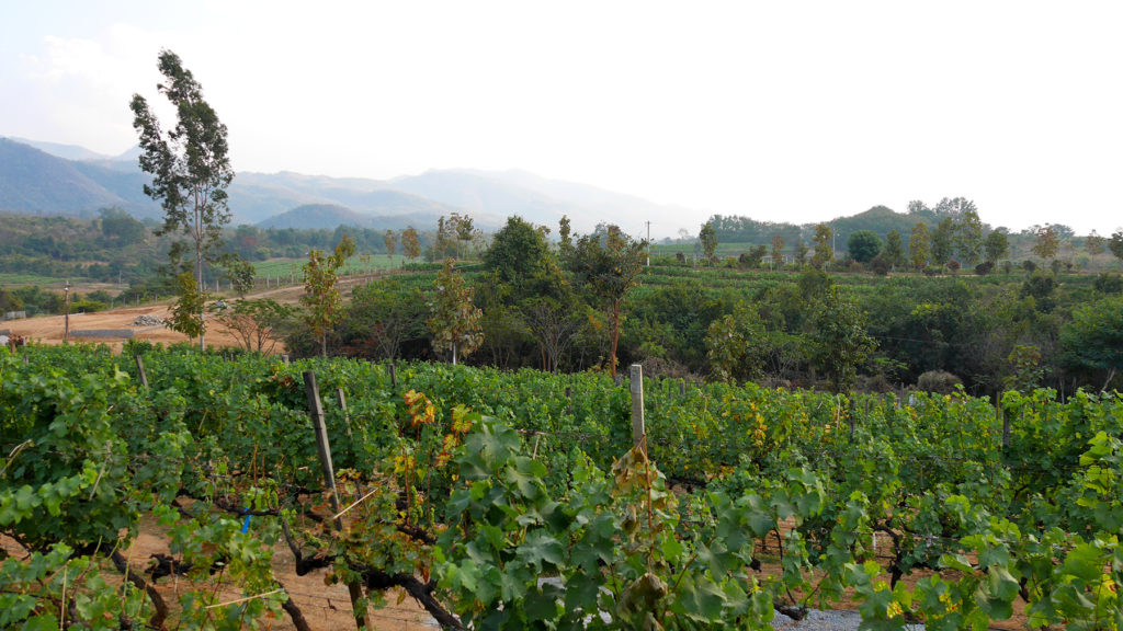 The Red Mountain Estate Vineyard