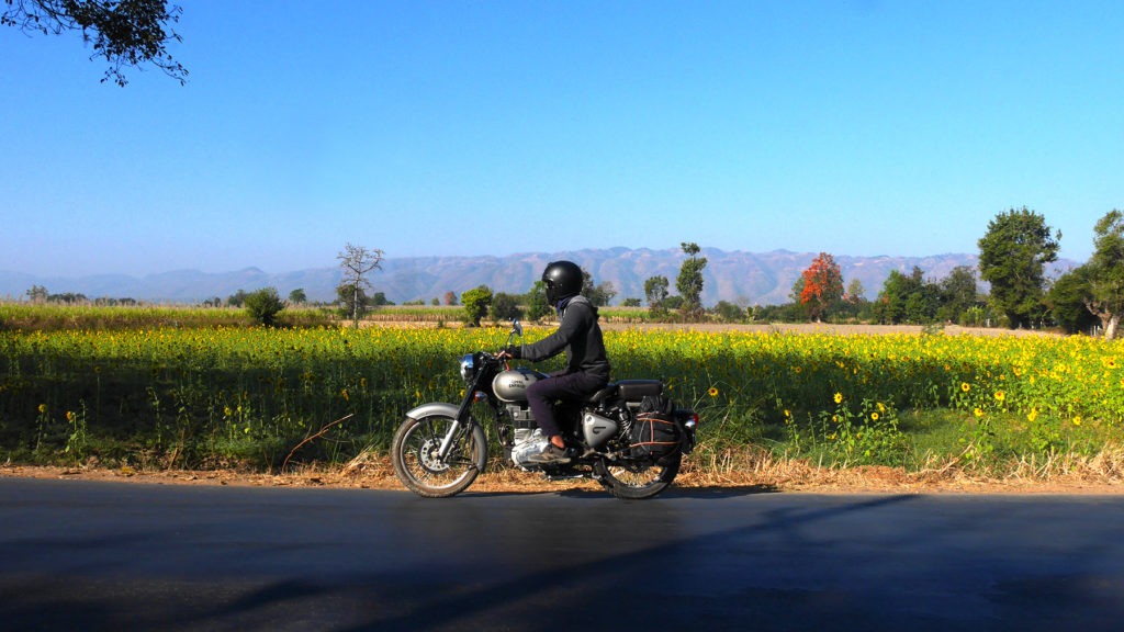 Sonnenblumenfelder in der Inle-Region