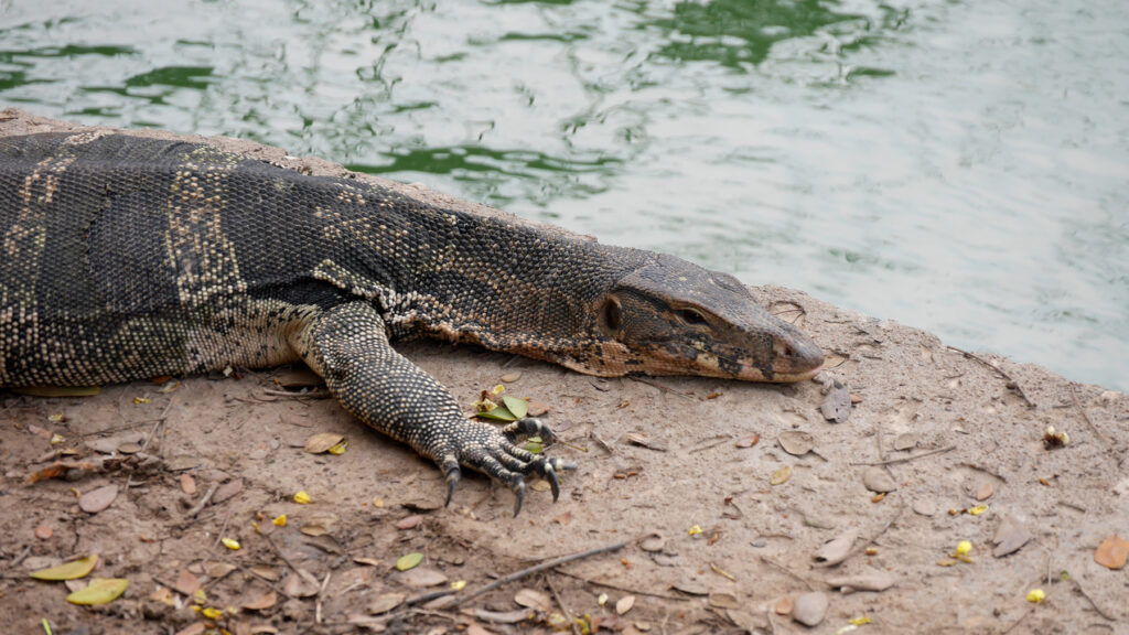 One of the many monitor lizards living in Lumphini Park