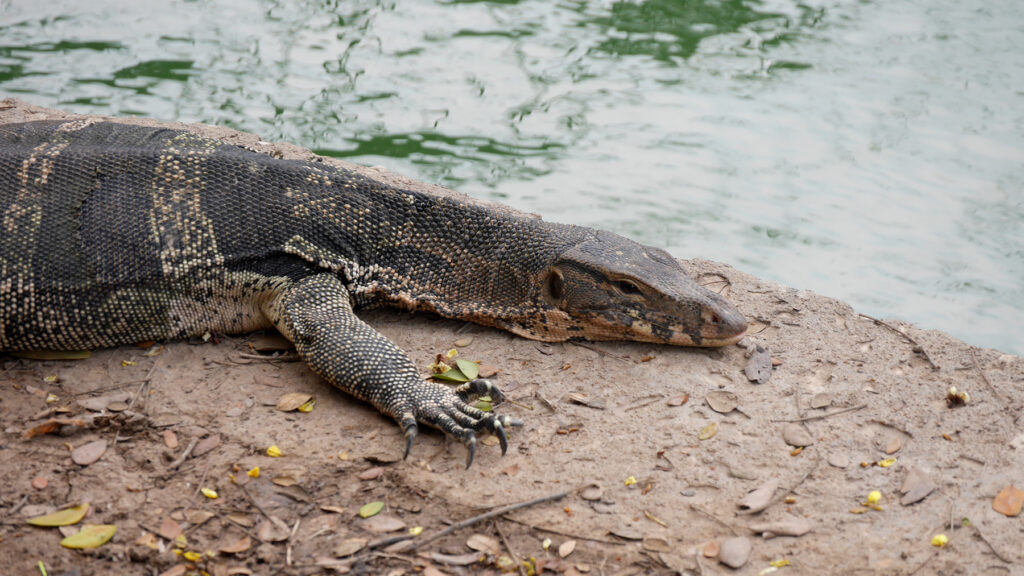 Einer der vielen Warane die im Lumphini Park leben