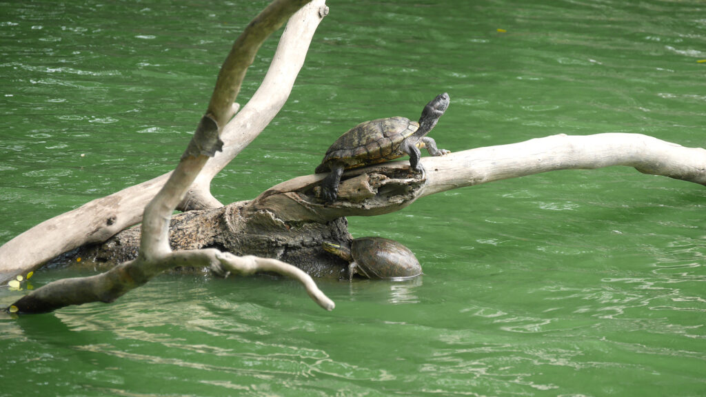 Turtles enjoying the sun