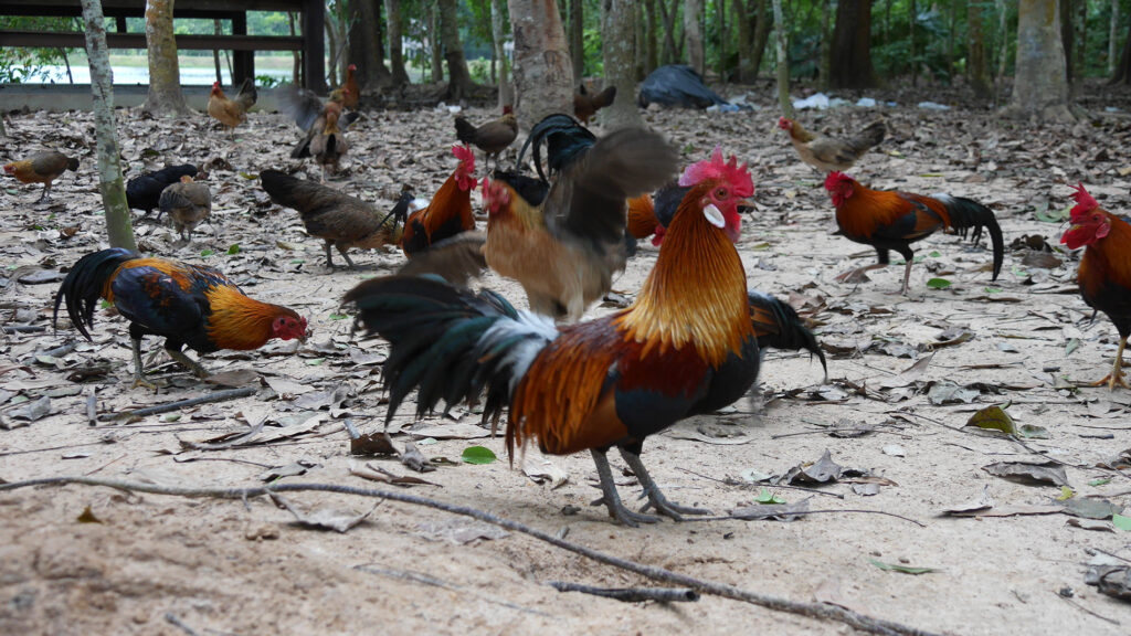 Wild chicken on the island