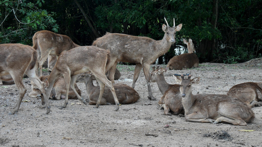 Hirsche in Nong Yai